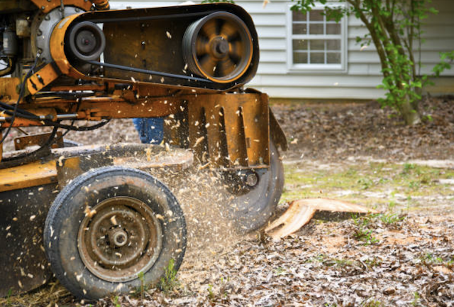 stump removal in Thayer